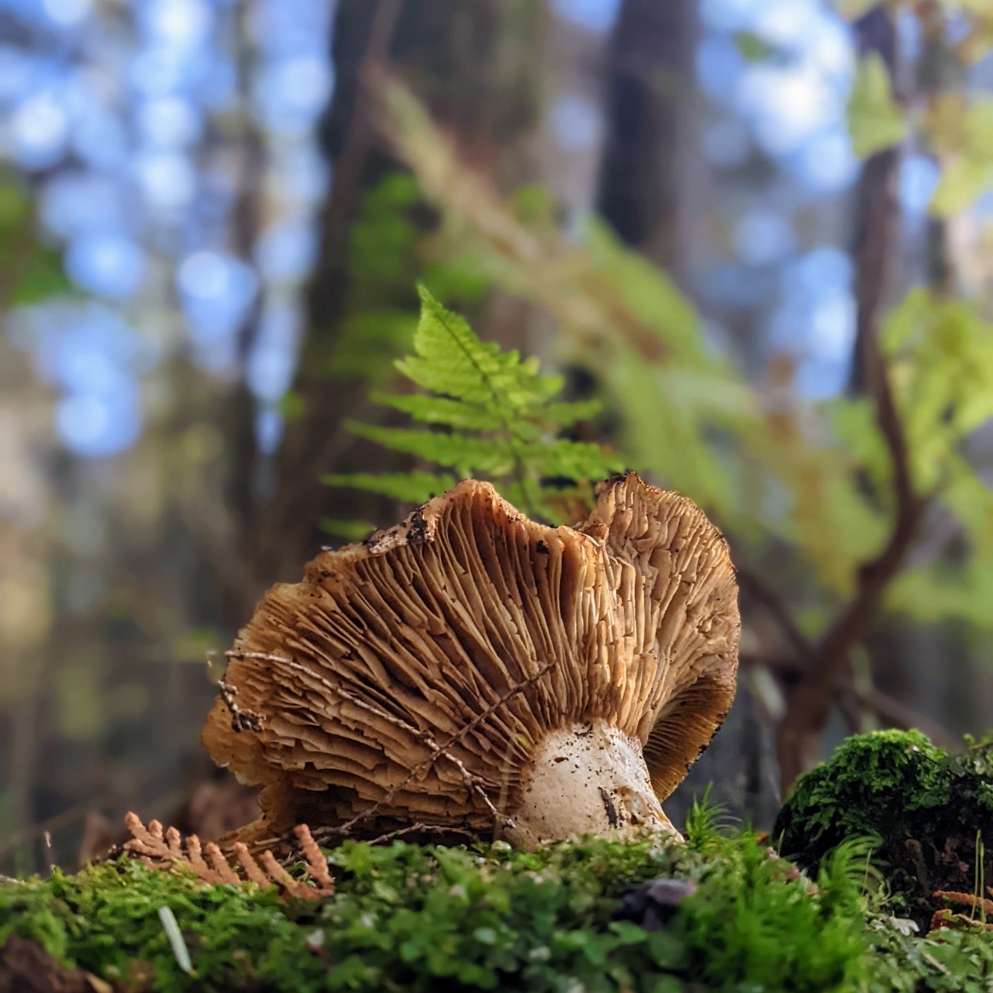 Close-up of a mushroom on a forest floor with blurred trees in the background